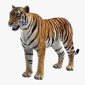 3D Tiger Rigged for Cinema 4D